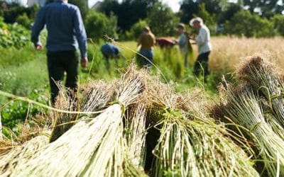 Offene Textilwerkstatt am 3. Juli – Flachsernte