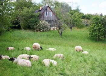 Hofführung für Kinder