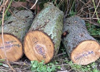 Kurs: Speisepilzanbau auf Holz